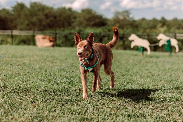 /Images/uploads/Warrick Parks Foundation/pippero-pup-park/entries/27817thumb.jpg